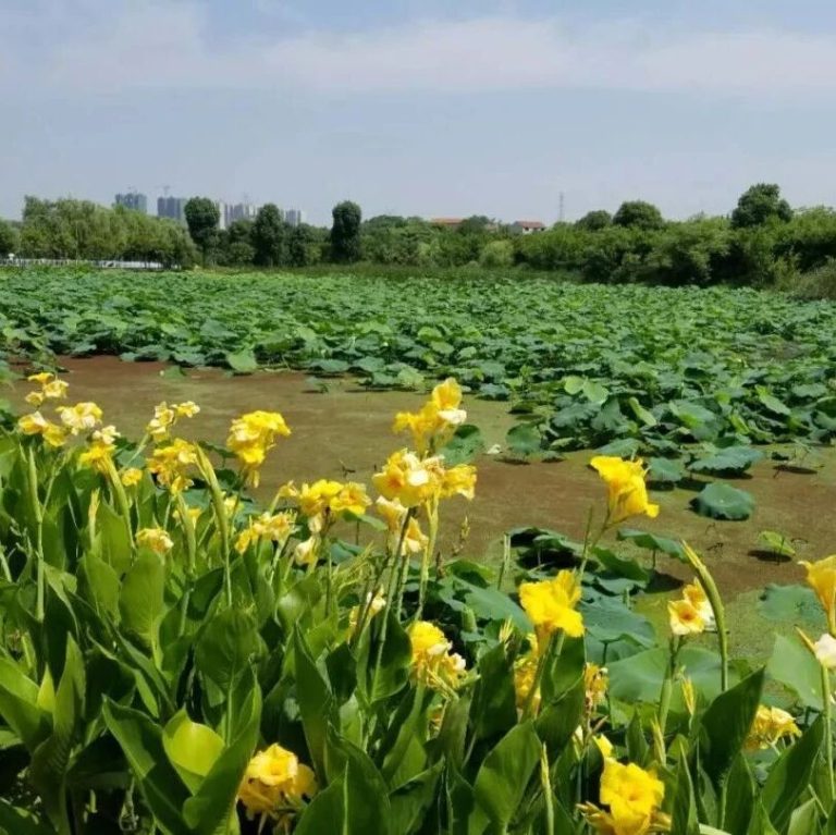 后官湖骑行活动顺利举行
